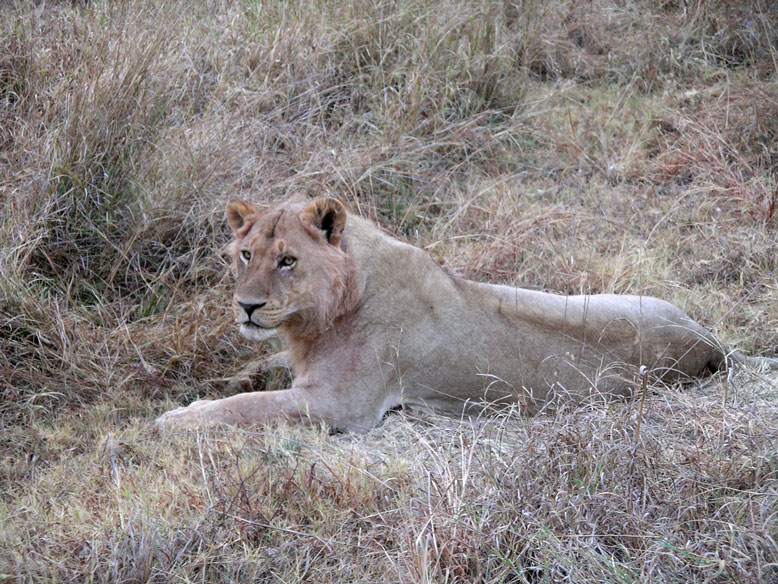 el rey de la fauna